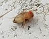 Drosophila sp.